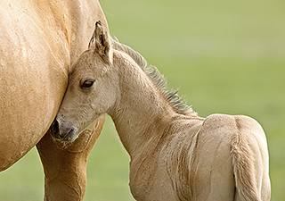mare and foal