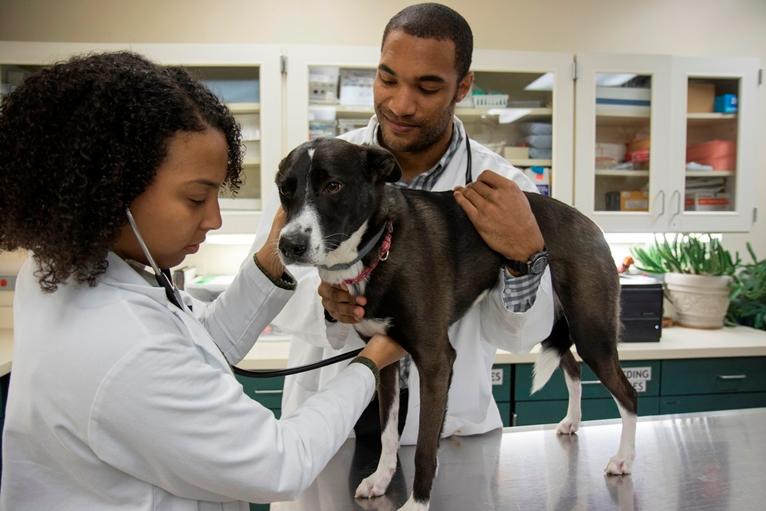 Focus on Wellbeing AAVMC