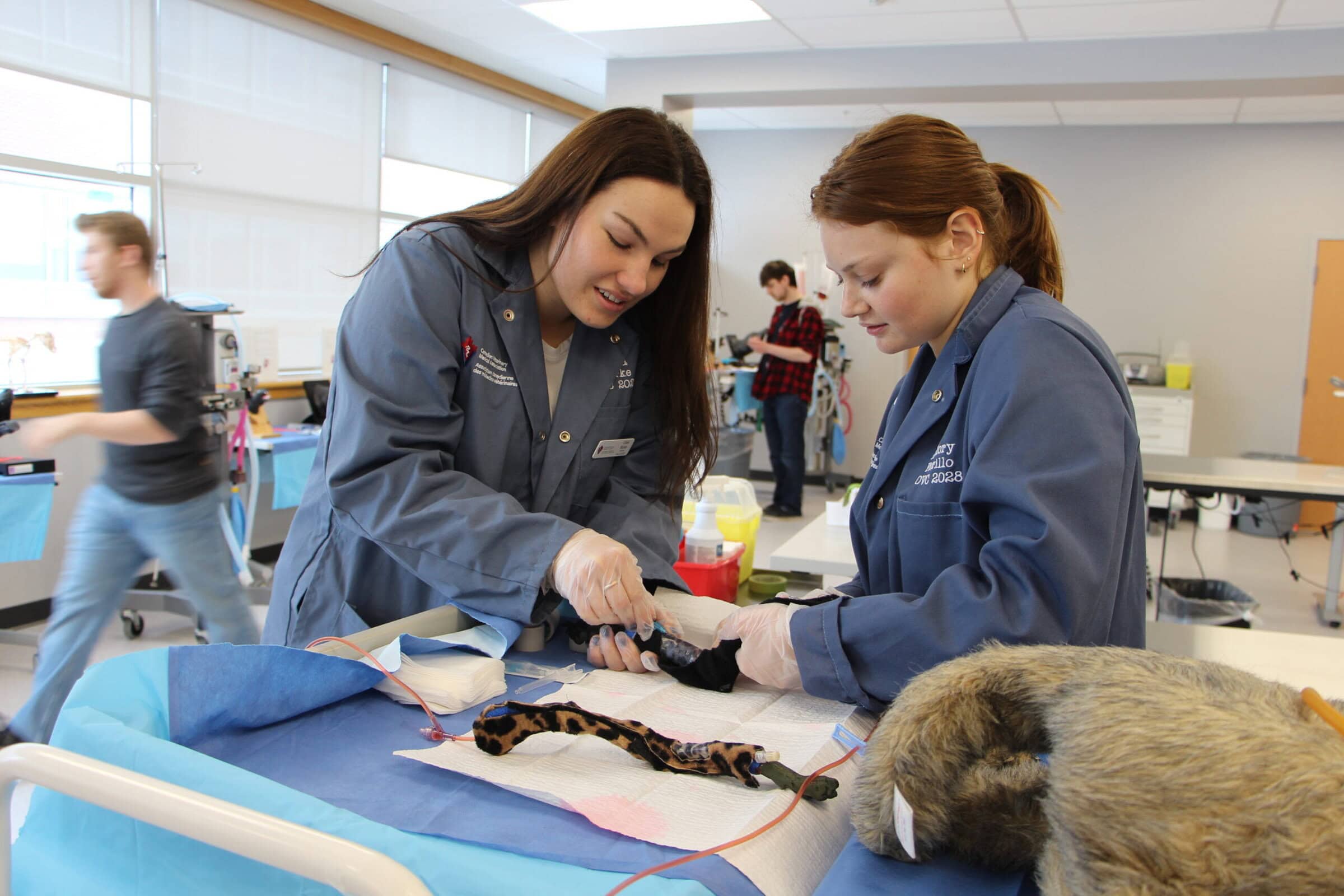 OVC DVM students teamwork