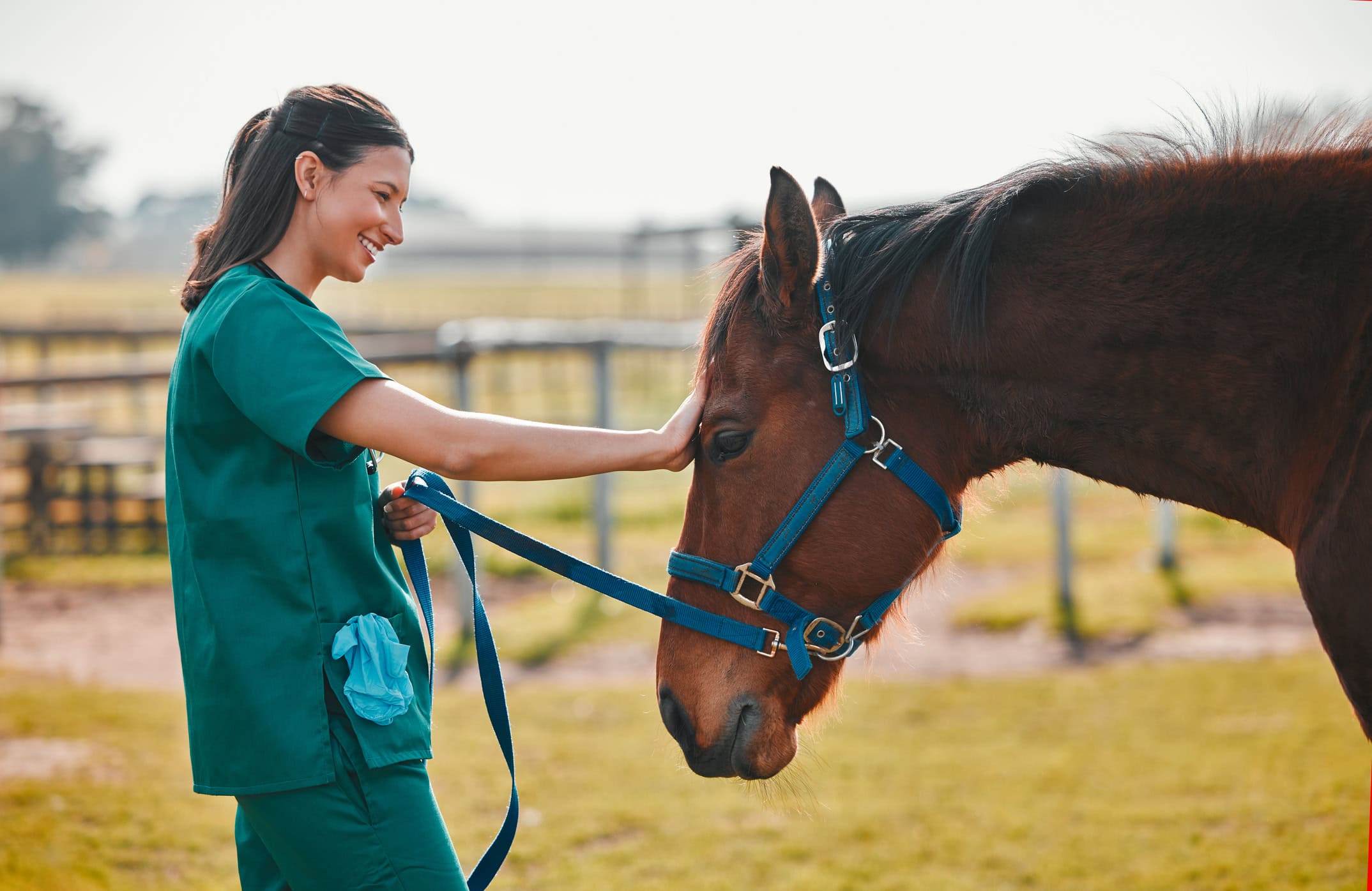 veterinary civme